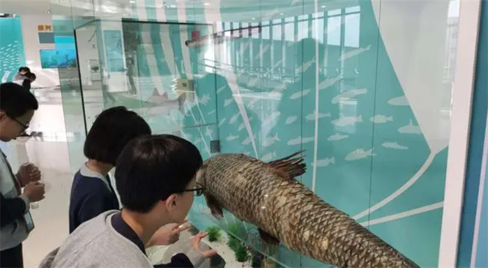 作为“四大家鱼”之首 青鱼为何成为了养殖量最少的鱼