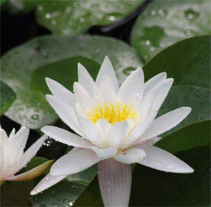 5月起，贵人4生肖相助，招财进宝，生活红红火火