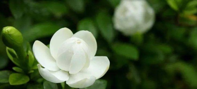 根据生肖五行选择植物，你选对颜色了吗？
