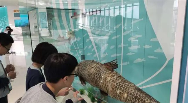 作为“四大家鱼”之首  青鱼为何成为了养殖量最少的鱼