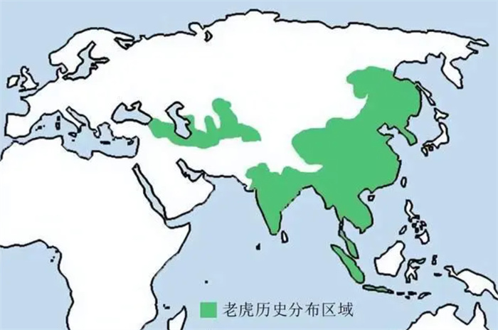 作为食物链最顶端的动物 西伯利亚虎为何在西伯利亚却偏安一隅