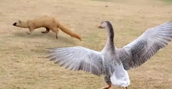 黄鼠狼最怕大鹅？其实相比大鹅，它更怕这两种动物