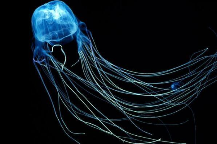 大海里最毒的生物 一只就能毒死60位成年人(箱水母)