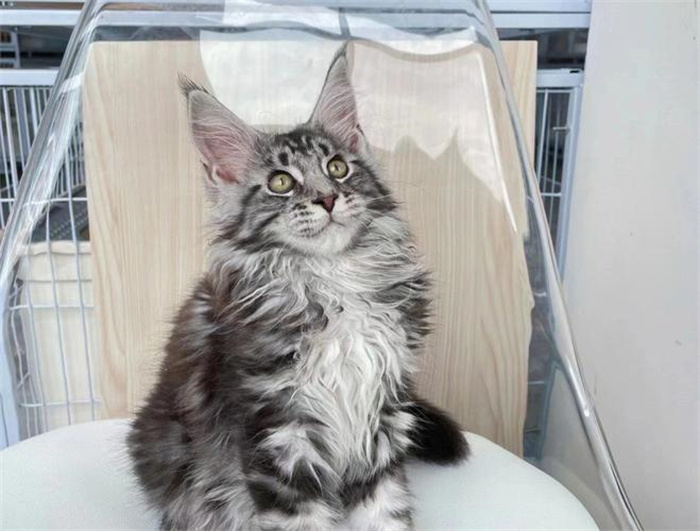 世界上最大的猫 体长1.23米左右(缅因猫)