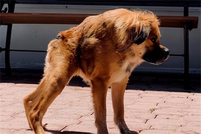 世界上最丑的犬 天生残疾没有脖子(卡西莫多犬)