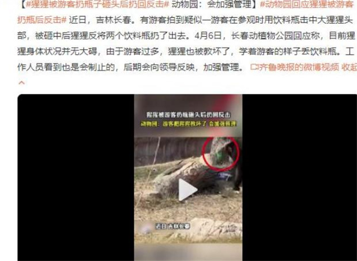 大猩猩被游客扔瓶子 砸到头后扔回反击（猩猩灵性）
