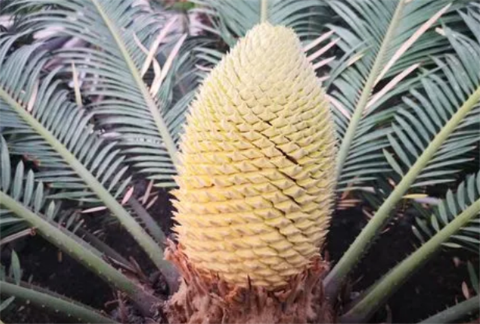 植物界千载难逢一幕 两棵铁树同时开花(花朵50多厘米)