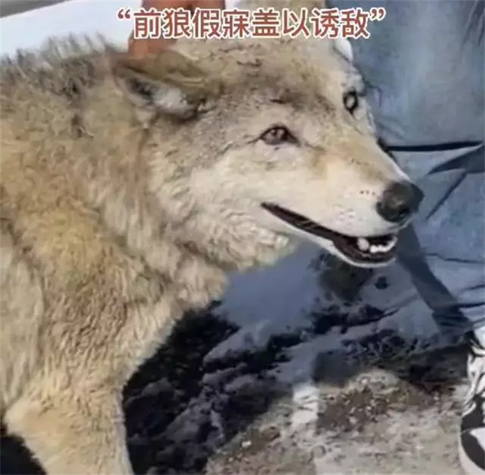 网友在川藏线上看到一个男子 居然在逗“狗”（搞笑男子）