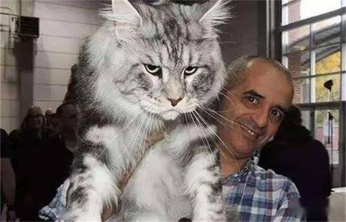 世界上最长的猫毛有多长 毛长25.68厘米(SophieSmith)