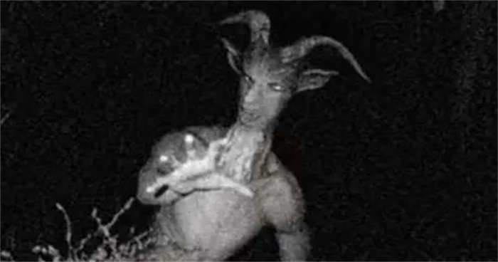 什么是山羊人 这种诡异的生物是真实存在的吗？（未解之谜）