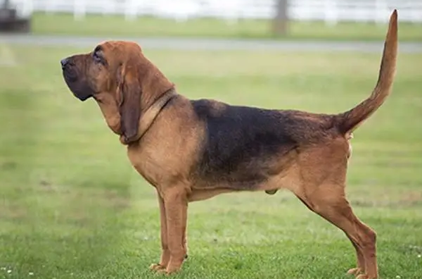 什么狗嗅觉能力最好 寻血猎犬 (3亿气味细胞)