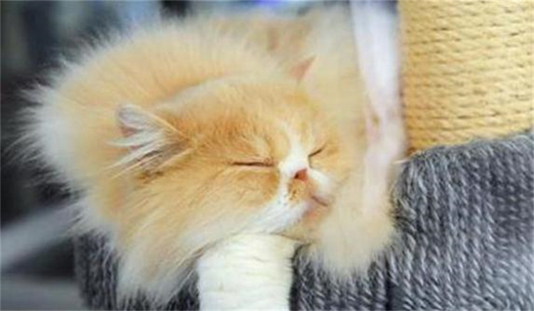 猫咪总喜欢上床睡觉 那么主人要注意了（猫咪行为）