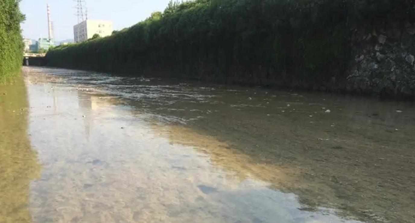 排水挖河的治污方法劳民伤财科学家提议用水草和贝壳就能搞定