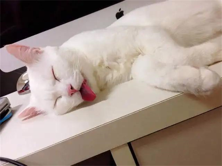 猫咪的不同睡姿，其实都代表着它们的不同性格（确有其事）
