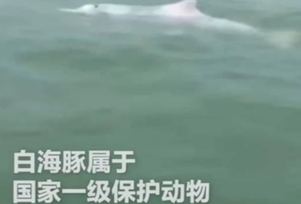 福建地区出现海上大熊猫，居然还有粉色的（粉色海豚）