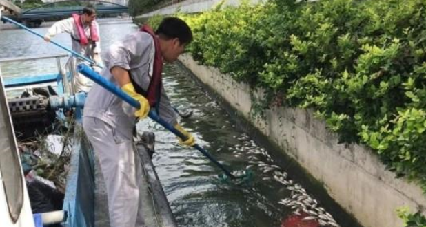 黄浦江里面出现大量死鱼，这是怎么回事？（黄浦江探秘）