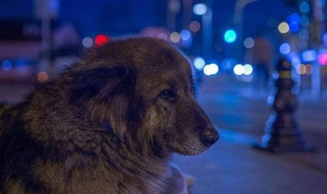 狗狗能看到人类看不到的东西，为什么要这么说？（狗视觉）