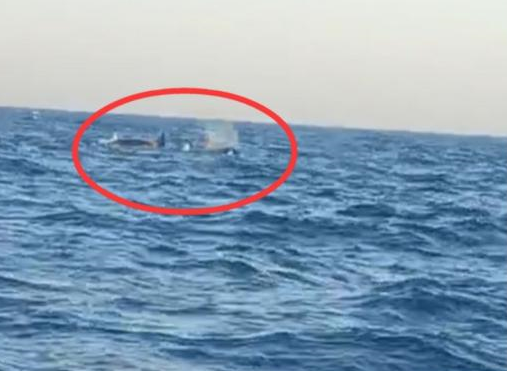獐子岛附近海域出现3只海兽，这个场面实在太壮观（海洋猛兽）