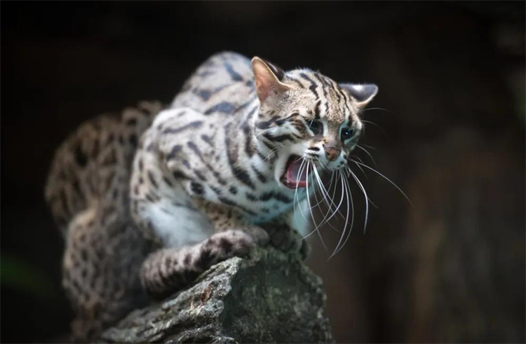 猛兽被人们误认为是猫咪进行饲养，竟然现身在我国广东（石虎）
