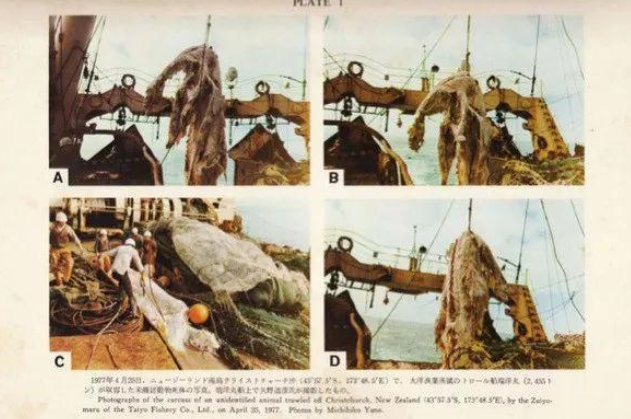 日本地区曾经捕获过的巨大海洋生物，最后成为了人类的遗憾