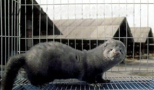 丹麦捕杀1700万只水貂，最后居然还有许多原因（捕杀水生物）