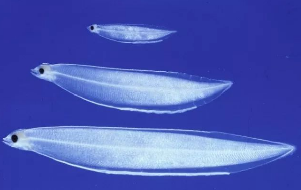 海洋中的恐怖生物，看看你有没有见到过？（海洋生物）