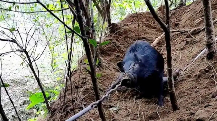 猛虎误入了捕捉野猪的陷阱后，不幸身亡，野猪套有什么可怕的地方