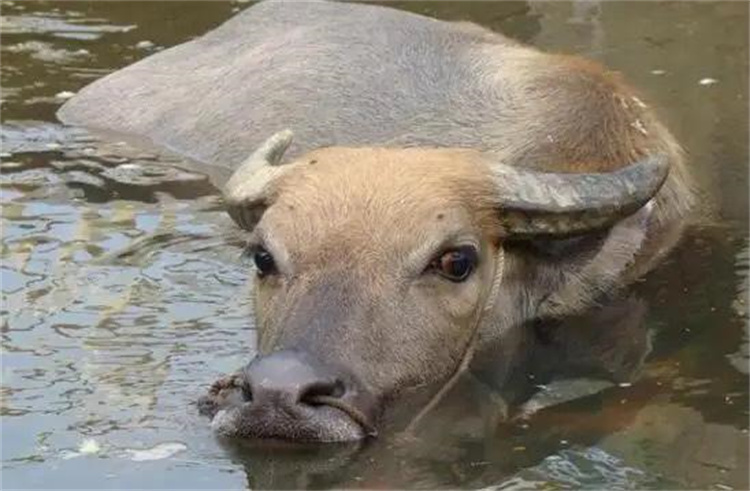 黄牛和水牛为什么不能进行杂交生育？（基因方面的差距）