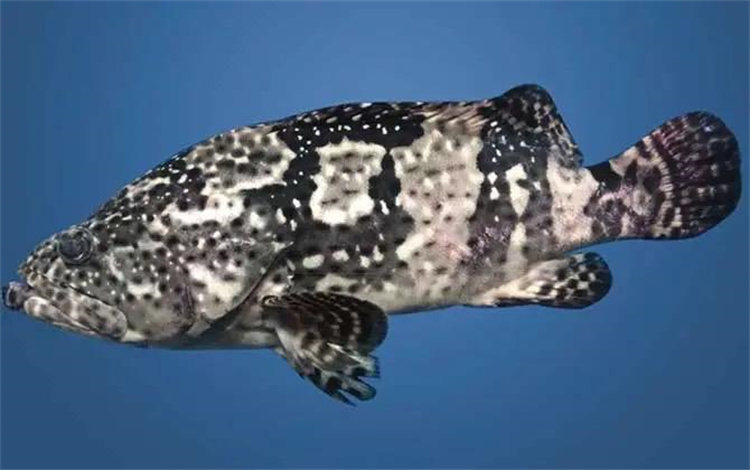 能够吃掉鲨鱼的海洋生物，它的体形究竟有多大？（石斑鱼）