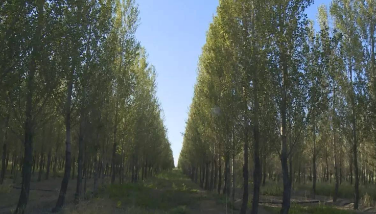 亚洲大陆板块大幅度变绿，为什么美国专家却要担心？（植树造林）
