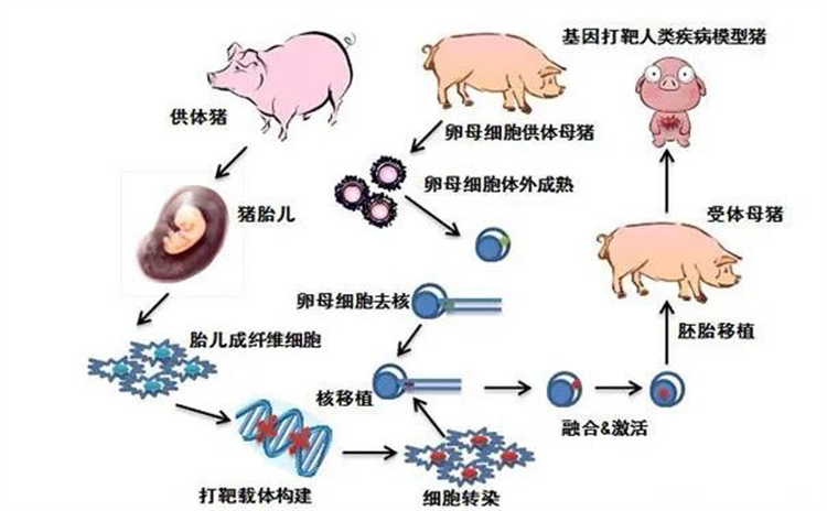 克隆技术已经成熟了，克隆北极狼是否会像克隆羊多莉一样早衰