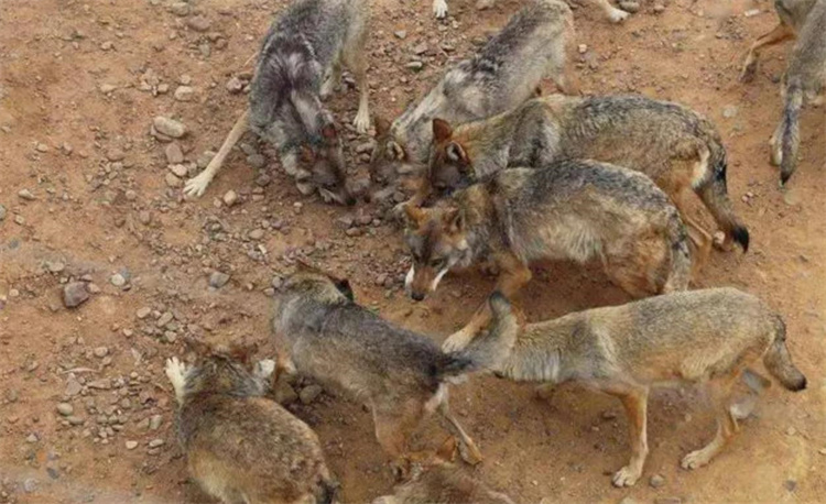 狼群为什么不敢攻击有牧羊犬保护的羊群？难道狼群打不过几条狗？