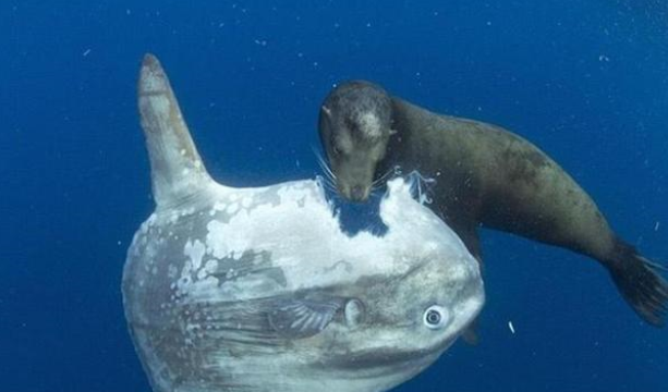 生活在海洋中的奇怪生物，不知道你认识几个？（海洋怪生物）
