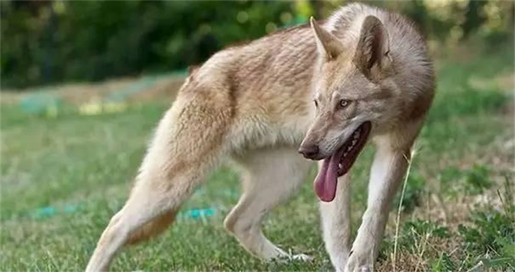 为啥狼不攻击有防狼项圈的牧羊犬？难道狼不会攻击其他部位吗？