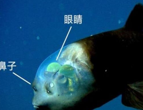 长着“人脸”的鱼，脑袋透明，这是什么动物（海洋生物）