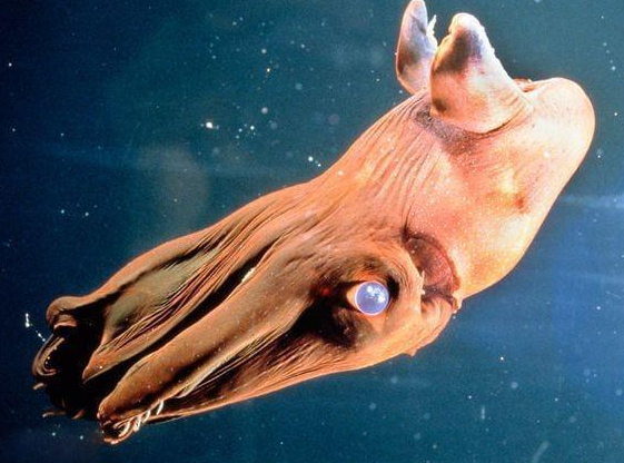 十分恐怖的海洋生物，就像是从地狱出来的一样（地狱水生物）