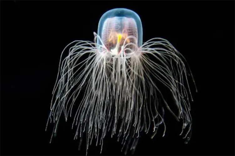 这种生物违背了自然规律，科学家：它的出现是为了提醒人类