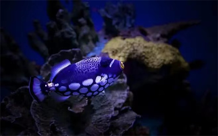 海洋内有更高等的文明存在？专家从这个角度分析，否定了高级文明