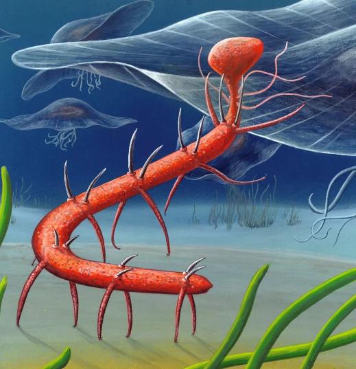 以“怪诞”命名的动物有多怪？让生物学家很头疼（远古海虫）