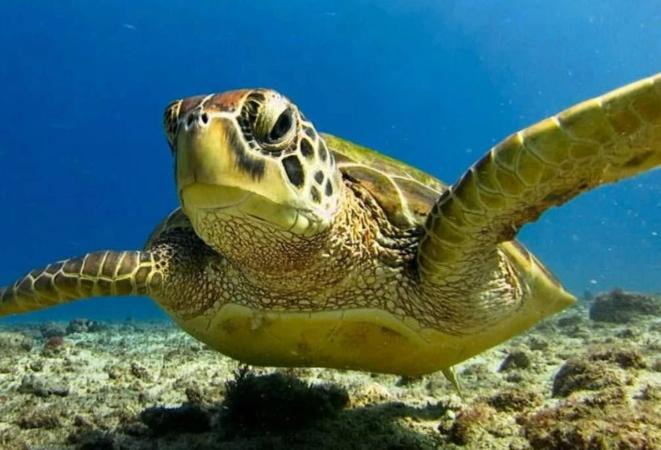熊猫同等珍贵的海洋生物，现在却马上灭绝（珍贵海生物）