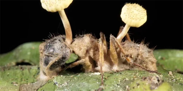 自然界中最残酷的生物，一旦被它寄生，就会变成行尸走肉的僵尸