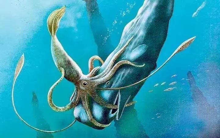 海怪到底是什么？可能是这种动物（大王乌贼）