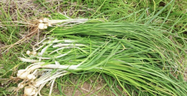 将这种野菜和鸡蛋放在一起煎着吃，味道十分美味（野藠头）
