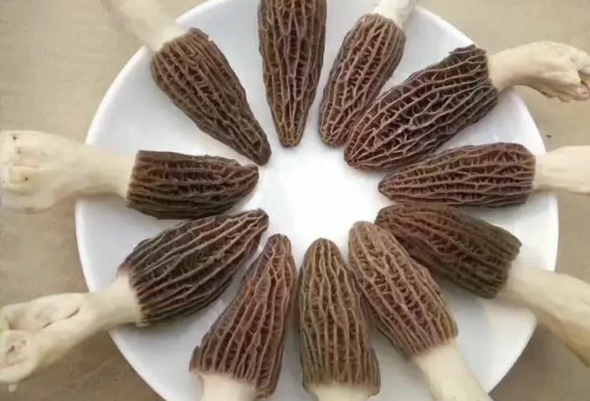 生长在山里的一种植物，十分丑陋，在古代却被人们视为贡品