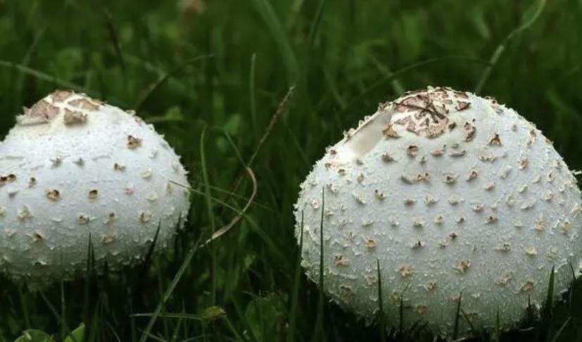 一种含有剧毒的植物还有可能致人死亡，人们该如何辨别它