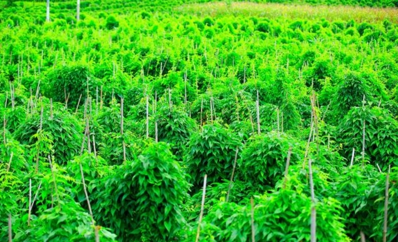 遇到穿山龙，一身都轻松，什么是穿山龙？山中常遇见，认识吗