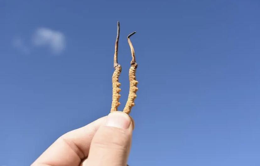 曾经被捧上天价，如今竟然成了人们眼中一文不值的杂草遭人嫌弃