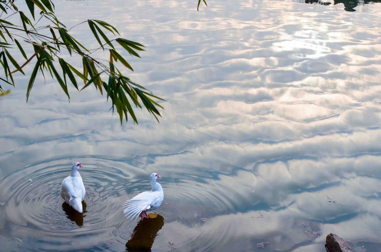 动物暴动异象发生，超多燕子半空盘旋（地震前兆）