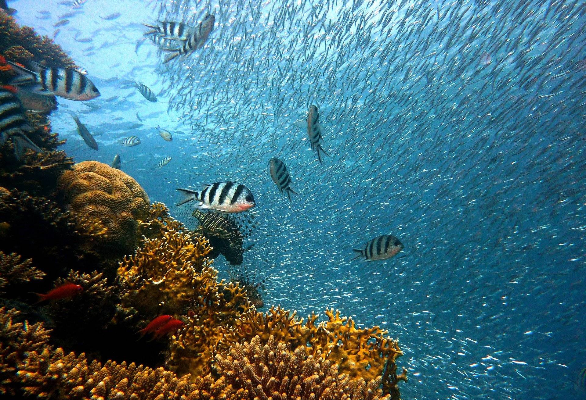 海洋面积占地球71%，水都从哪儿来的（海洋来源）