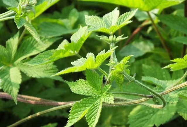 开春之后，若你家附近出现这10种植物，一定要想办法铲除